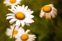 Daisies