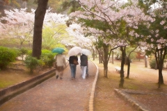 Cherry-Blossom-in-Japan-